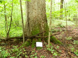 Property photo 1 - 87.58 +/- Acre Land Auction